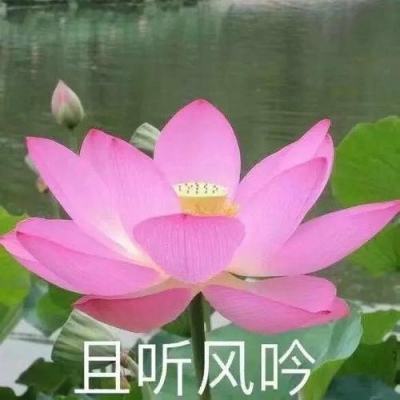 【文化中国行】山东台儿庄：运河悠悠 文化绵绵
